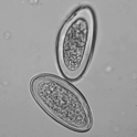 Name this image in 
Iodine Concentrate 25um