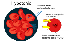 has a lower concentration of dissolved particles than a cell. Water diffuses into cell and& bursts