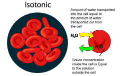 same concentration inside and outside. equal amounts of water enter and exit the cell. 