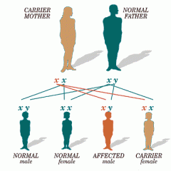 The trait observed when at least one dominant allele for a characteristic is inherited