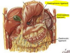 gastrophrenic ligament: between fundus and diaphragm
gastrohepatic ligament: between stomach and spleen