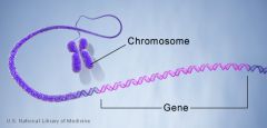 Segments of DNA that carry hereditary instructions and are passed from parent to offspring; located on chromosomes