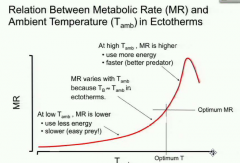 Ectotherm - will try to put them self at an optimal MR and T - very tight relationship