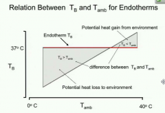 Endotherms