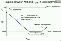 Animal can thermoregulate without changing metabolic rate - TZ - functions with the lowest energy demand