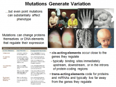 *Point mutations are the most common