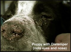 Canine distemper (“hard pad disease”)