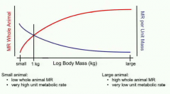 MR versus size - larger animals use less energy per unit mass to stay warm