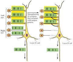 Neurons that fire together, wire together and their connections are preserved

**philosophy underlies LT plasticity