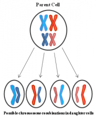 chromosomes are randomly separated and paired