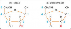 Monosakkarider med 5 kulstofatomer