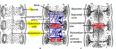 cellular middle portions of each sclerotome pair ---> annulus fibrosis

notochord ---> nucleus pulposus

intermingling of caudal/cranial ends of somite pairs ---> vertebral body

Key point: Discs are segmental, Vertebrae are
intersegmental
