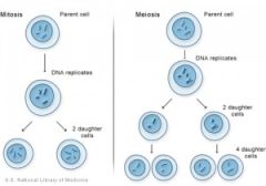 mitosis replicates 

meiosis splits