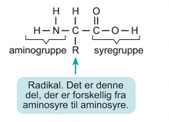 1 aminogruppe (+ 1 syregruppe + 1 radikal