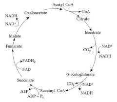 For each mole of glucose (C6H12O6) oxidized by cellular respiration, how many moles of CO2 are released in the citric acid cycle (see the accompanying figure)?


A- 32
B- 4
C- 6
D- 2