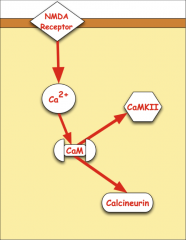 o	1. Ca enters
o	2. Ca binds with calmodulin 
o	3. Ca MKII and calcineurin pathways activated