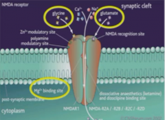 Mg2+ acts as open channel blocker - binds to Mg2+ binding site within channel and keeps channel inactive.