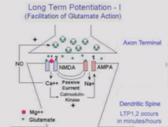 Protein synthesis-independent
As glutamate keeps being releases and NMDA continually activated, flow of Ca2+ through NMDA activates calcium-calmodulin kinase which induces NO synthase and phosphorylates AMPA receptors to more stably activate them....