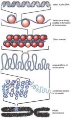 DNA is wrapped around histones to be compacted


Protects chromatin from endonucleases


Post translational modifications to residues on the histones increases or decreases accessibility of DNA to transcription machinery and therefore gene expression