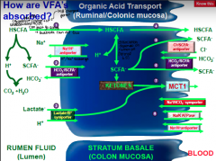 How are VFA's absorbed - exit from epithelial cell (to blood)...?