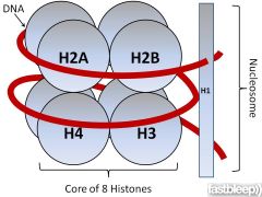 H1 linker histone