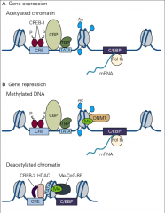 •	1. Phosphorylation of CREB-1
•	2. Recruits CREB Binding Protein (CBP-1)
•	3. CBP acetylates lysine(+) resides on histones
•	4. Histones release DNA(-)
•	5. Allow transcription during late LTP