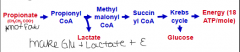 Propionate -> propionyl CoA (lactate) -> Methyl malonyl CoA -> Succinyl CoA -> Krebs cycle ->
1. Glucose 
2. Energy (18 ATP/mole) 
 
**make glucose, lactate and energy**