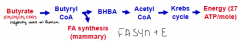 Butyrate -> Butyryl CoA (FA synthesis mammary) -> BHBA -> Acetyl CoA -> Krebs cycle -> Energy (27ATP/mole) 
 
**FA and energy synthesis**