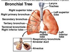 Trachea, Primary (main) Bronchus, Secondary (lobar) Bronchus, Tertiary (segmental) Bronchus, Bronchioles, Terminal Bronchioles, Respiratory Bronchioles, Alveolar Ducts, Alveoli