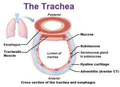 Why would cartilage be absent at the posterior aspect of the trachea?