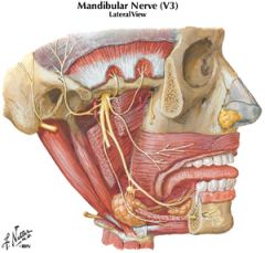 auriculotemporal nerve