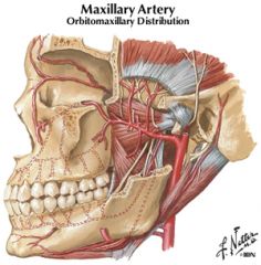 buccal artery (cut)
