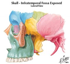 infratemporal surface of maxilla