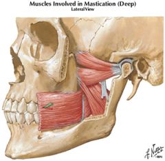 lateral pterygoid