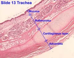 Outer most layer of bronchus. 