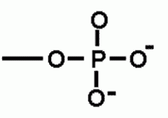 Functional groups that can be found in the structural formula of a nucleic acid are hydroxyl (-OH) and phosphate (-PO4 ).

