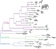the study of the evolutionary relationships among organisms