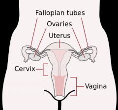 cervix - neck of the uterus