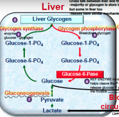 1. Liver glycogen to glucose-1-phosphate (via glycogen phosphorylase) 
2. to glucose-6-phosphate 
3. to GLUCOSE (via glucose-6-Pase) 
 
**then can exit liver to go to blood and potentially muscle**