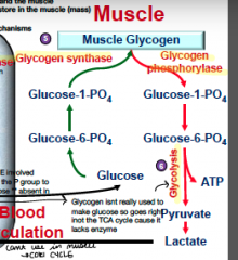 1. Muscle glycogen to glucose-6-phosphate (via glycogen phosphorylase) 
2.  to glucose-1-phosphate 
3. to pyruvate and ATP (glycolysis) 
4. pyruvate to lactate 
 
**lactate can enter the liver to make glucose**