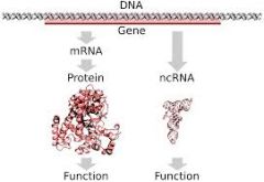 Nucleic acids carry or store genetic information to direct cell activity (DNA) and to make proteins (RNA).