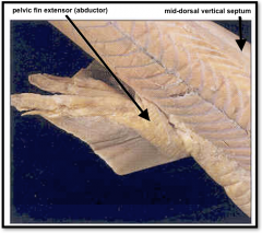 mid-dorsal vertical septum