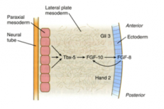 Somatic mesoderm triggers FGF 10 expression in the adjacent lateral plate mesoderm.
- this induces the Apical Ectodermal Ridge (AER) between the dorsal and ventral ectoderm.