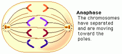 Anaphase