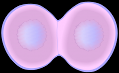 Telophase