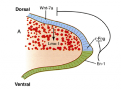 Wnt 7a in the ectoderm on the dorsal side of the limb bud

Engrailed (En-1) expression in the ventral ectoderm represses Wnt 7a expression and limits
its area of influence