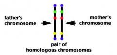 paired chromosomes having genes for the same trait located at the same place on the chromosome. 

not identical-- they just code for the same genes, but do not necessarily have the same alleles.