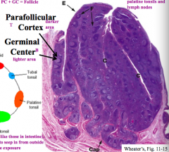 Follicles: consists of Parafollicular Cortex (darker area) and Germinal Center (lighter area)
