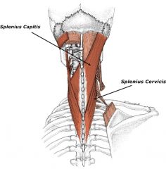 What is that muscle underneath splenius capitus?