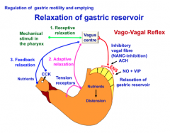 Describe relaxation of the gastric reservoir. (What does this flowchart mean?)